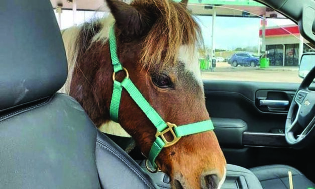 Rescued Horse No Longer Taking Back Seat